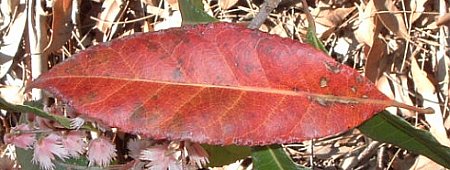 Elaeocarpus reticulatus - leaf