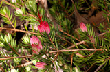 Darwinia taxifolia