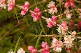 Hypocalymma augustifolium