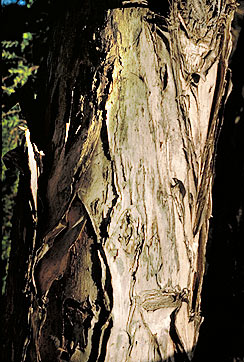 Melaleuca bark