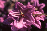 Thomasia grandiflora