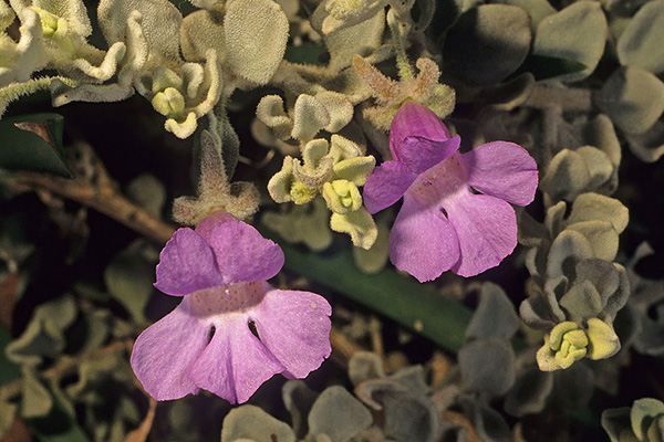 Eremophila bowmanii var.latifolia