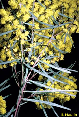 Acacia boormanii