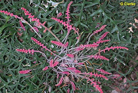 Banksia blechnifolia - foliage