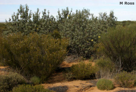 Banksia rosserae - habitat