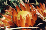 Dryandra ferruginea subsp. pumila