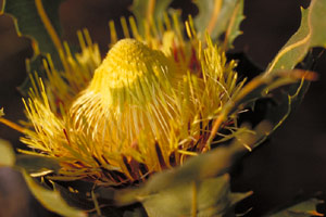 Dryandra quercifolia