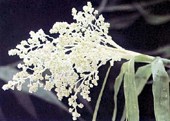 Flagellaria indica - flowers