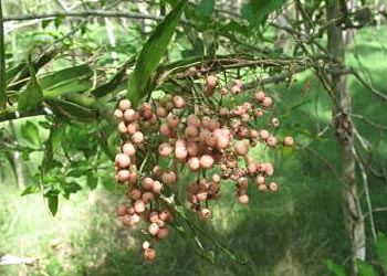 Flagellaria indica - fruit