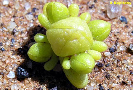 Gunniopsis septifraga