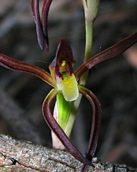 Lyperanthus suaveolens