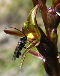 An insect visiting a Prasophyllum flower
