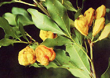 Toechima tenax - fruit