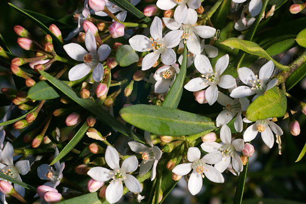 Philotheca myoporoides - Bendigo Wax Flower (Photo: Brian Walters)