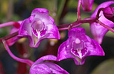 Dendrobium kingianum - purple