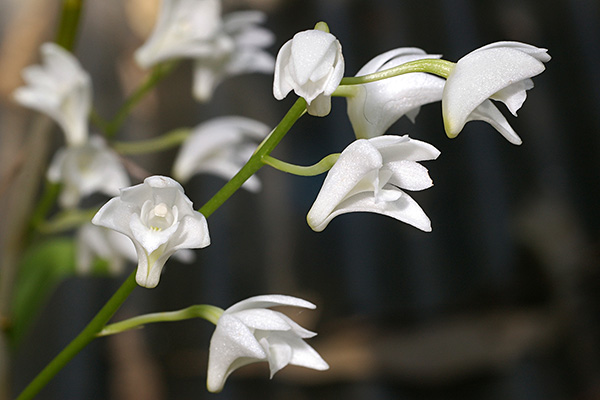 Dendrobium kingianum - white