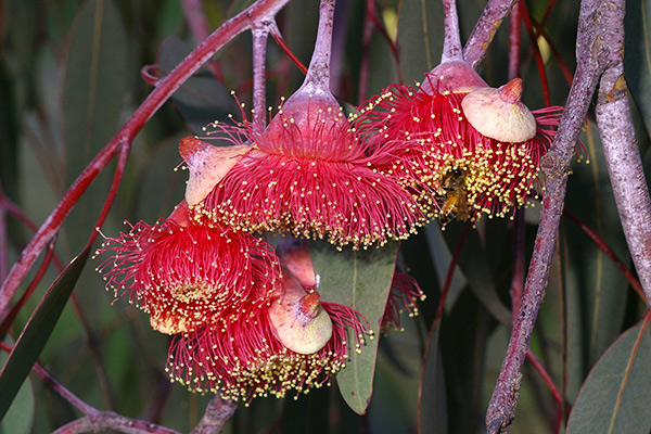 Eucalyptus caesia - Gungurru (Photo: Brian Walters)