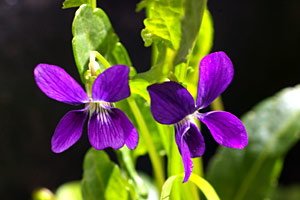 Viola betonicifolia