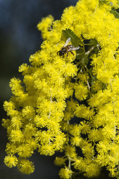 Acacia baileyana - Cootamundra Wattle or Mimosa (Photo: Chris Kirby)