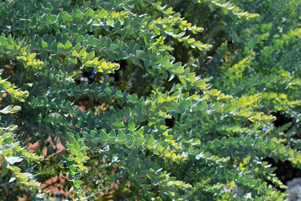 Acacia cultriformis - Knife-leaf Wattle (Photo: Russell Dahms)