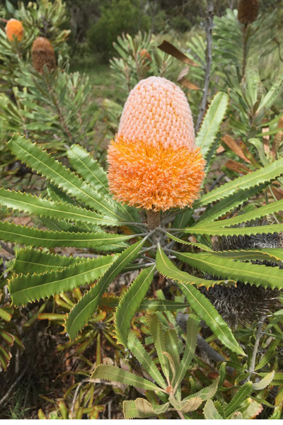 Banksia burdettii - Burdett's Banksia (Photo: Anthony O'Halloran)