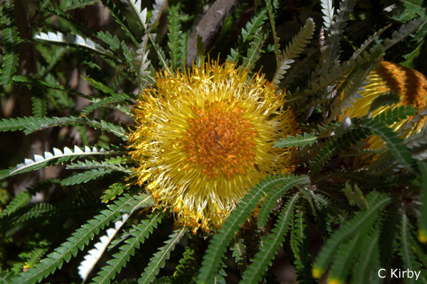 Banksia formosa - Showy Dryandra (Photo: Chris Kirby)