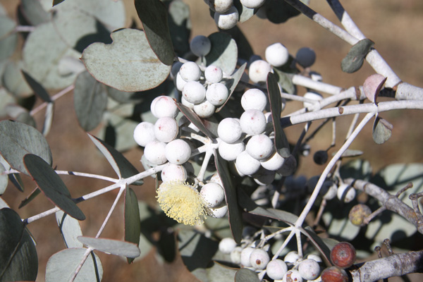 Eucalyptus crucis - Southern Cross Mallee (Photo: Ian Roberts)