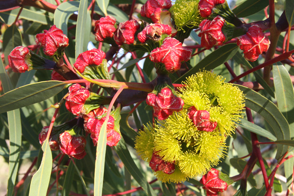 Eucalyptus erythrocorys - Red-capped Gum (Photo: Ian Roberts)
