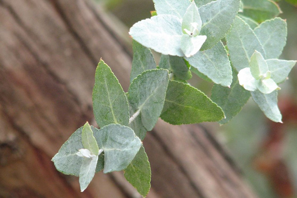 Eucalyptus crenulata - Silver Gum (Photo: Melburnian)