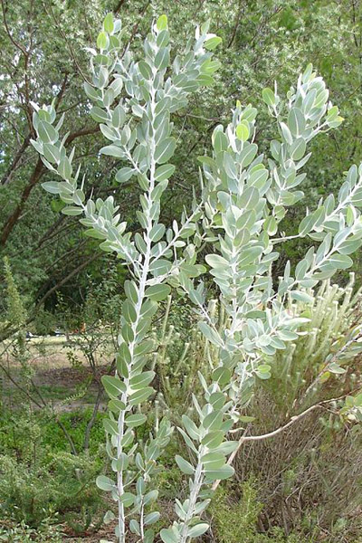 Eucalyptus pleurocarpa - Tallerack (Photo: HelloMojo)
