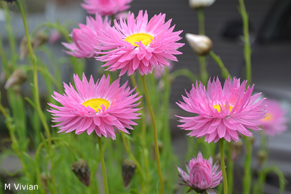 Rhodanthe chlorocephala - Pink Everlasting Daisy (Photo: Maria Vivian)
