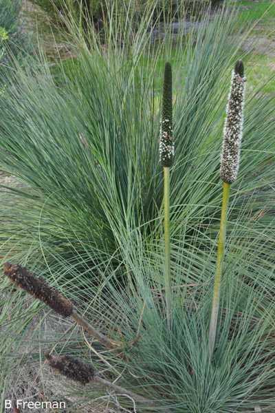 Xanthorrhea quadrangulata - Grass Tree (Photo: Brian Freeman)