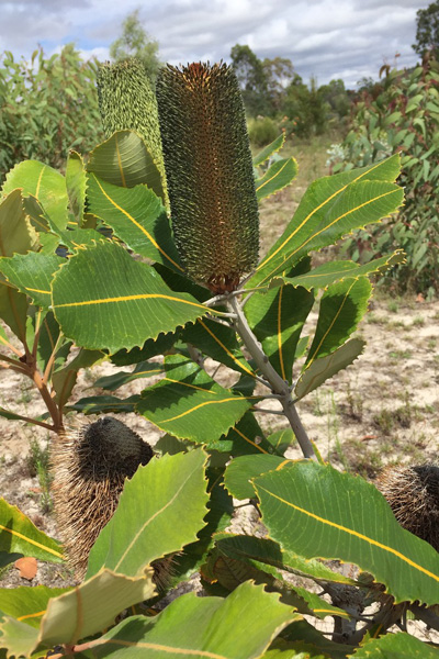 Banksia robur - Swamp Banksia (Photo: Anthony O'Halloran)