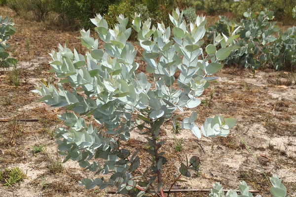 Eucalyptus albida - White-leaved Mallee (Photo: Anthony O'Halloran)