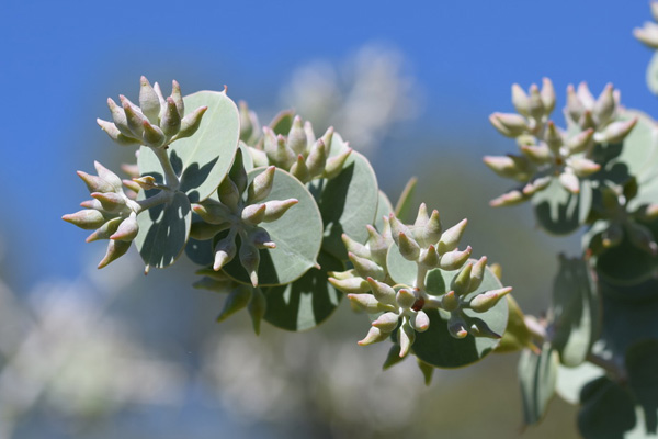 Eucalyptus gamophylla - Blue-leaved Mallee (Photo: Anthony O'Halloran)