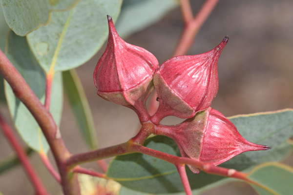 Eucalyptus pachyphylla - Red-budded Mallee (Photo: Anthony O'Halloran)