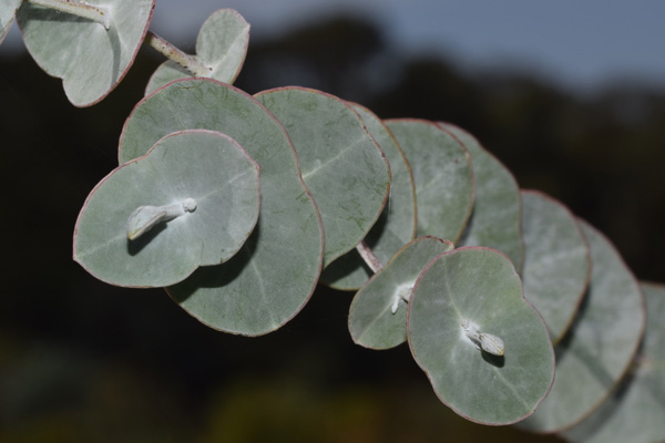 Eucalyptus perriniana - Spinning Gum (Photo: Anthony O'Halloran)