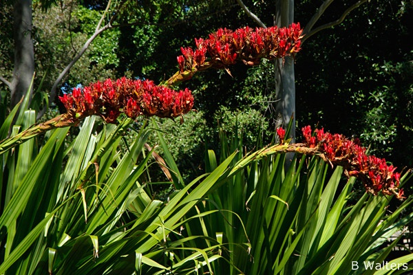 Doryanthes palmeri - Spear Lily (Photo: Brian Walters)