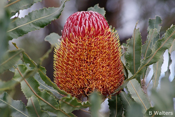 Banksia menziesii - Menzies' Banksia (Photo: Brian Walters)