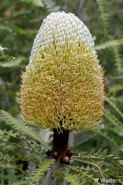 Banksia speciosa - Showy Banksia (Photo: Brian Walters)