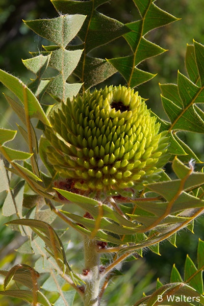 Banksia baxteri - Bird's Nest Banksia (Photo: Brian Walters)