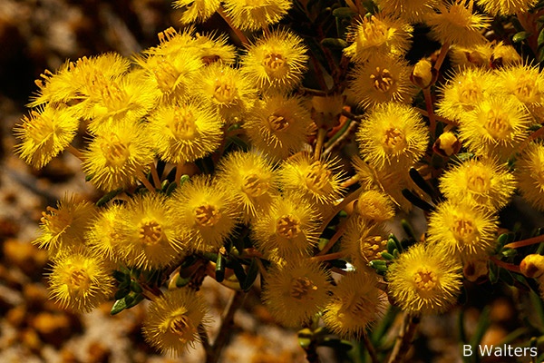 Verticordia chrysantha - Yellow Feather Flower (Photo: Brian Walters)