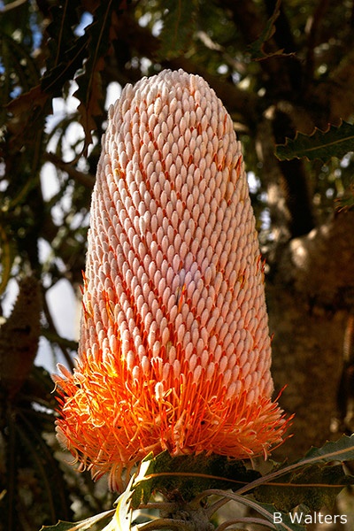 Banksia prionotes - Acorn Banksia (Photo: Brian Walters)