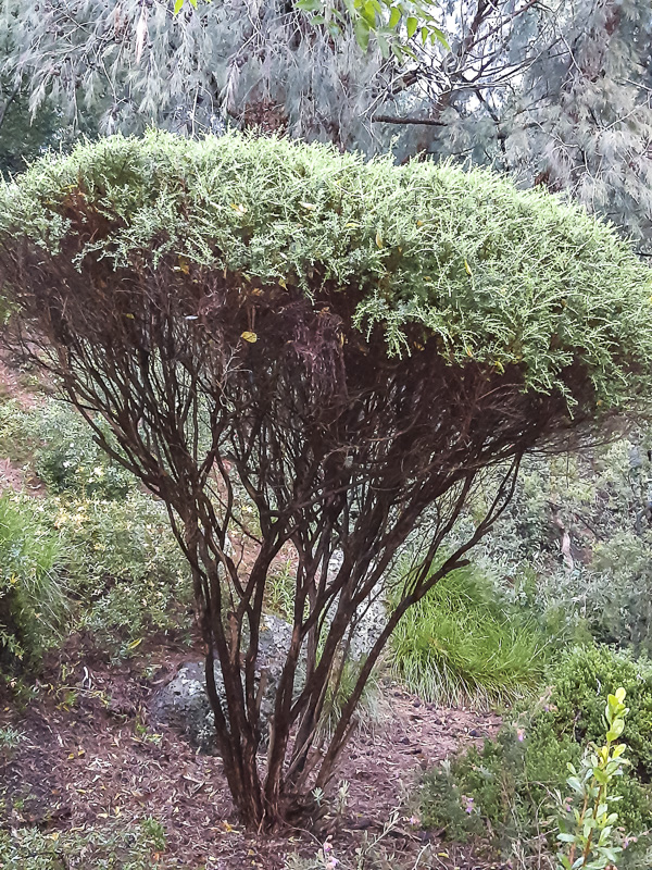 a native plant that has been laterally pruned for design