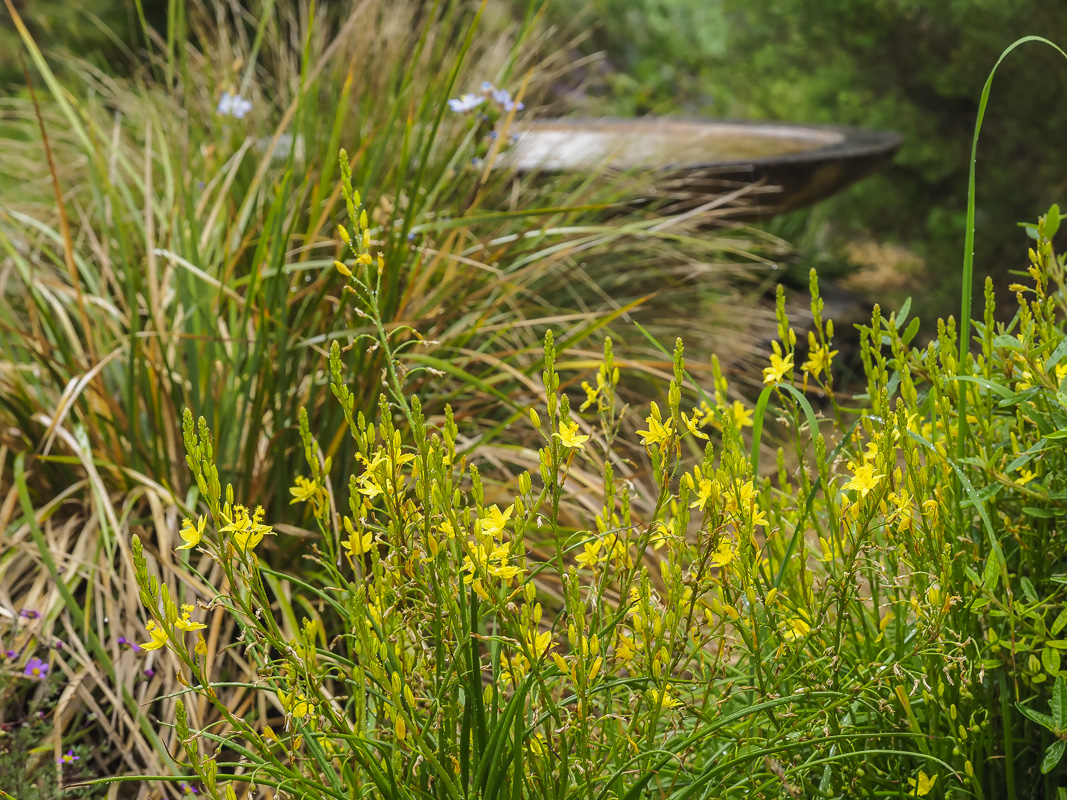 Australian garden