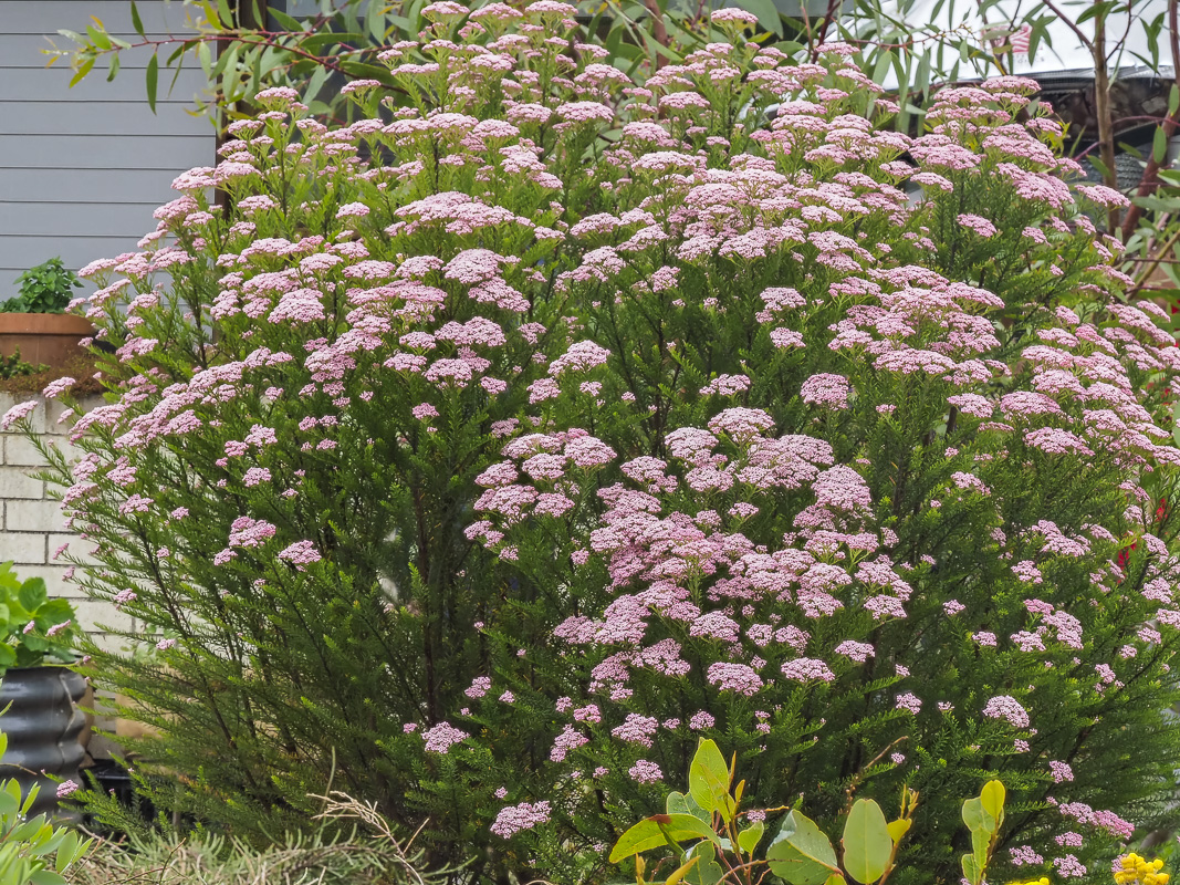 Australian garden