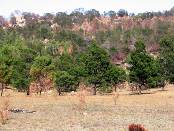 Hillside of acacias and burnt eucalypts shows fire resistance of wattles such as Acacia mearnsii and A. implexa 