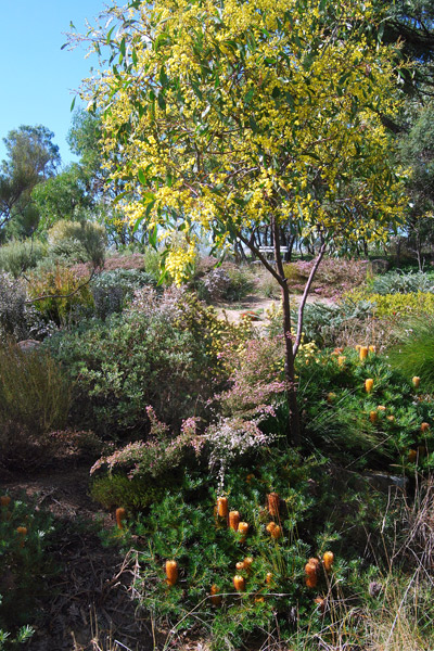 Acacia pycnantha with Banksia spinulosa 'Schnapper Point'