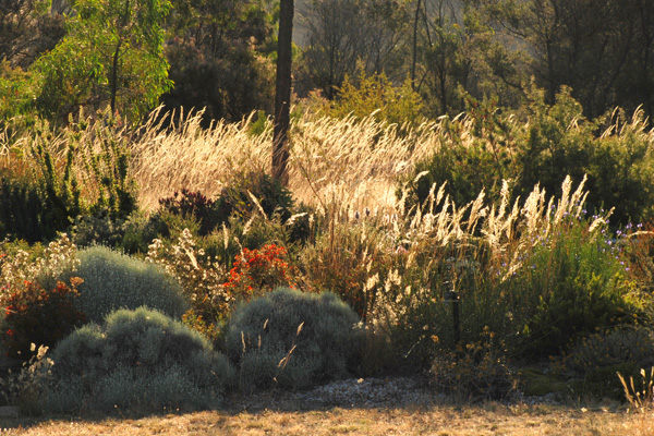 Backlit Rytidosperma bipartita (Wallaby Grass)