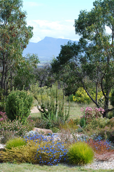 View to Redman Bluff, with blue Lechenaultia biloba and pink Chamelaucium megalopetalum in flower